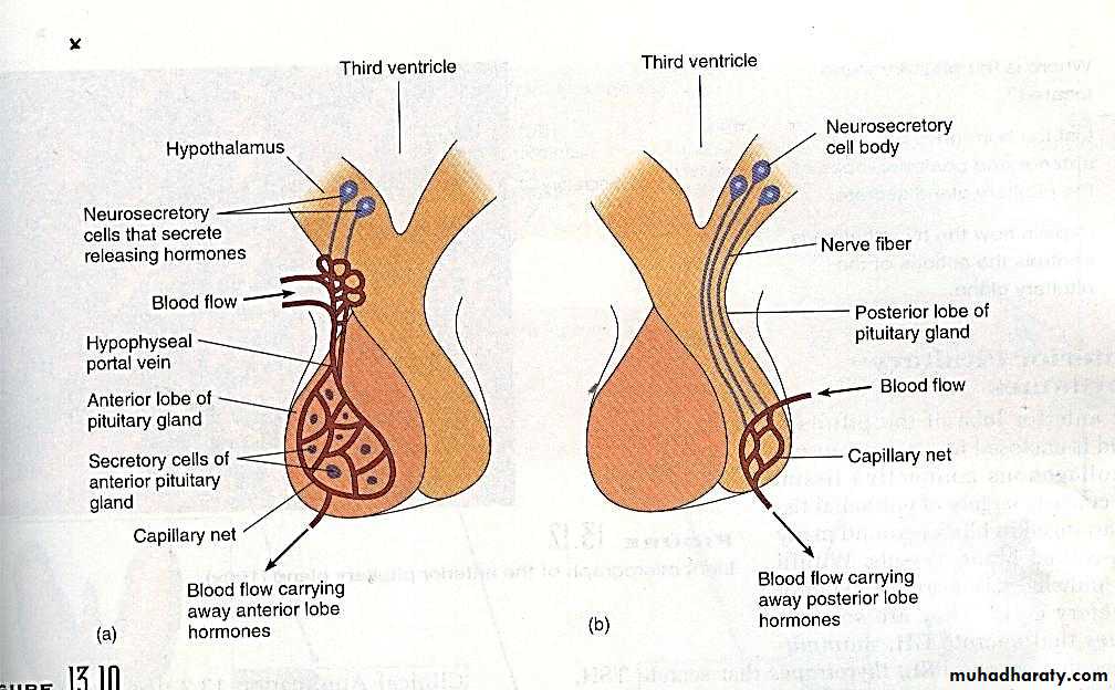 Endocrine system