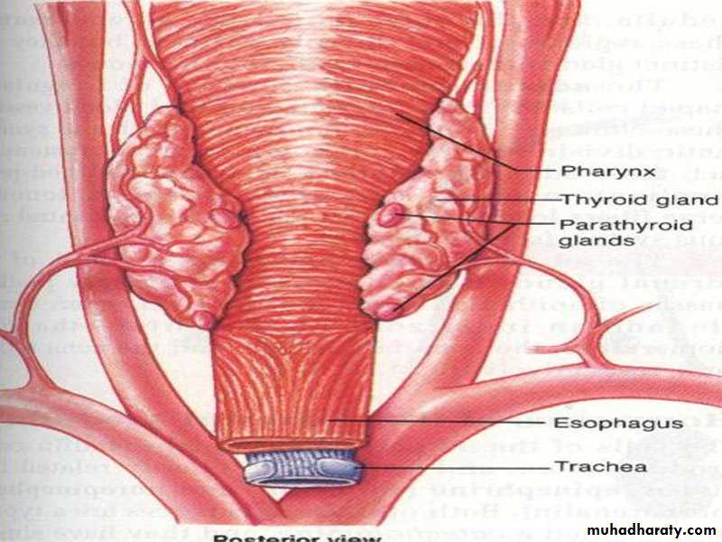 Endocrine system