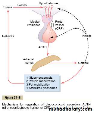 Endocrine system