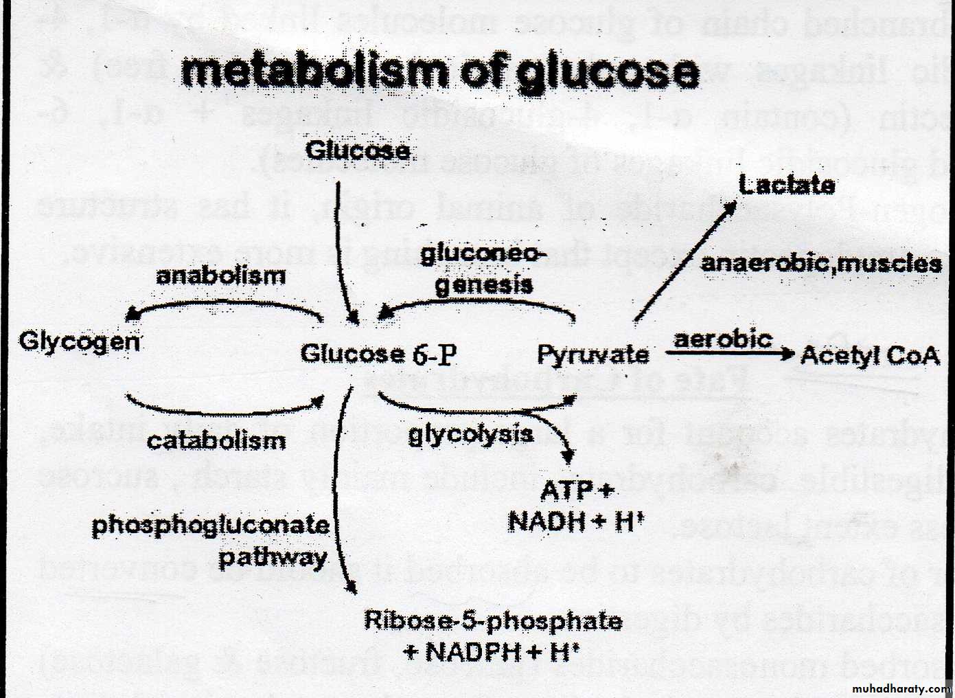 Carbohydrate