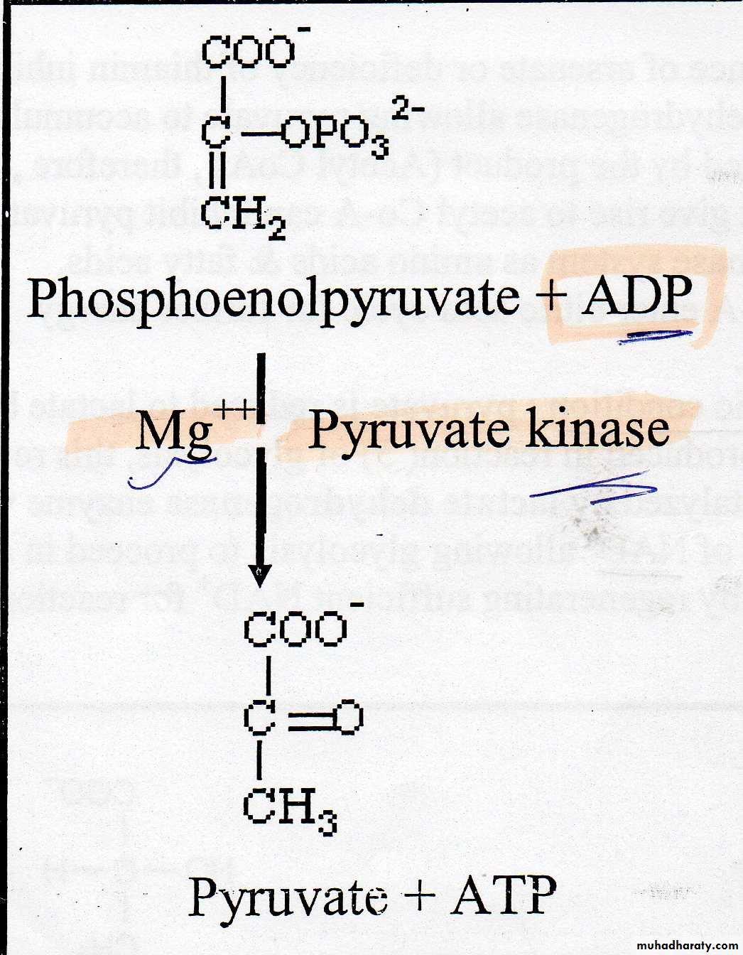 Carbohydrate