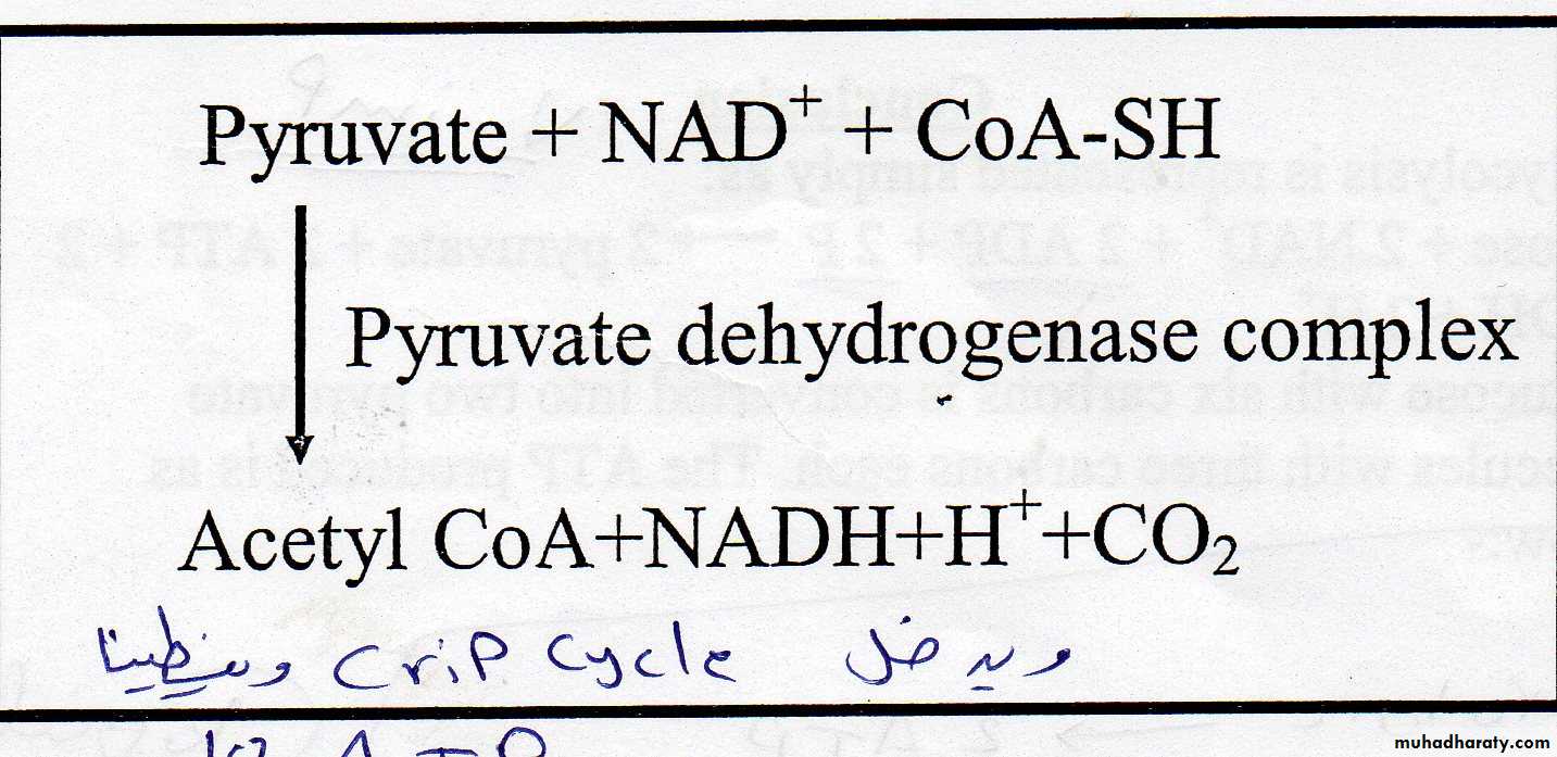Carbohydrate