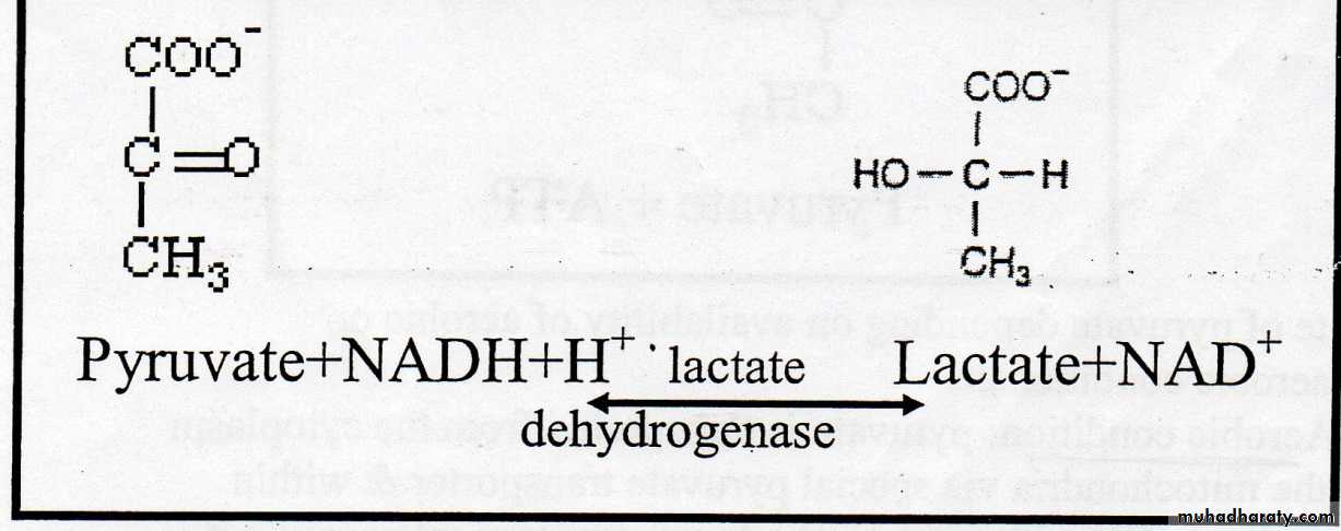 Carbohydrate