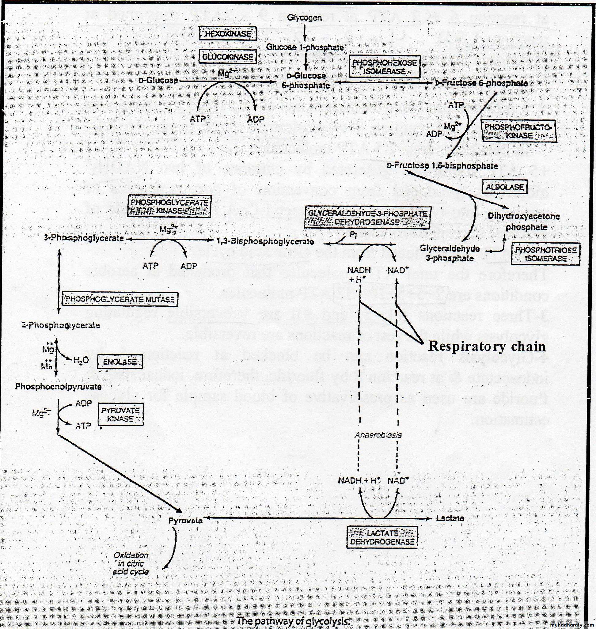Carbohydrate