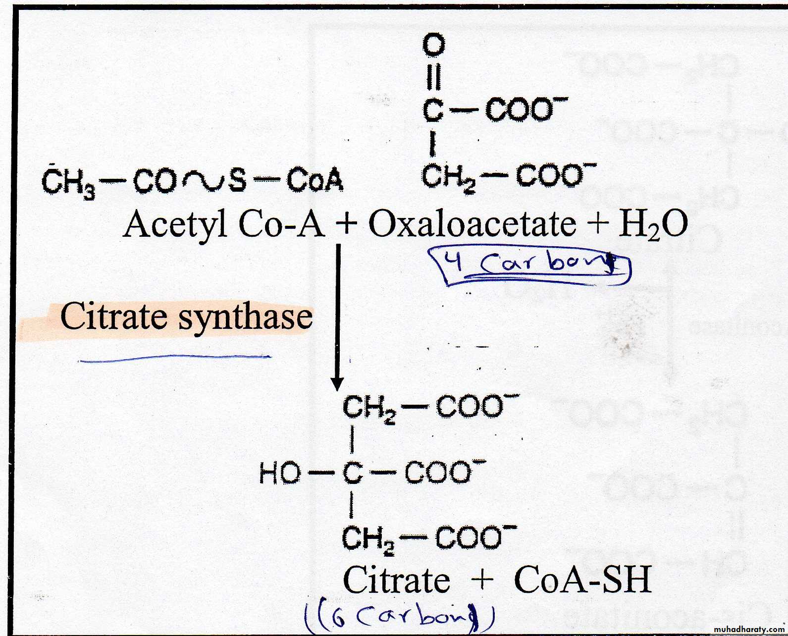 Carbohydrate