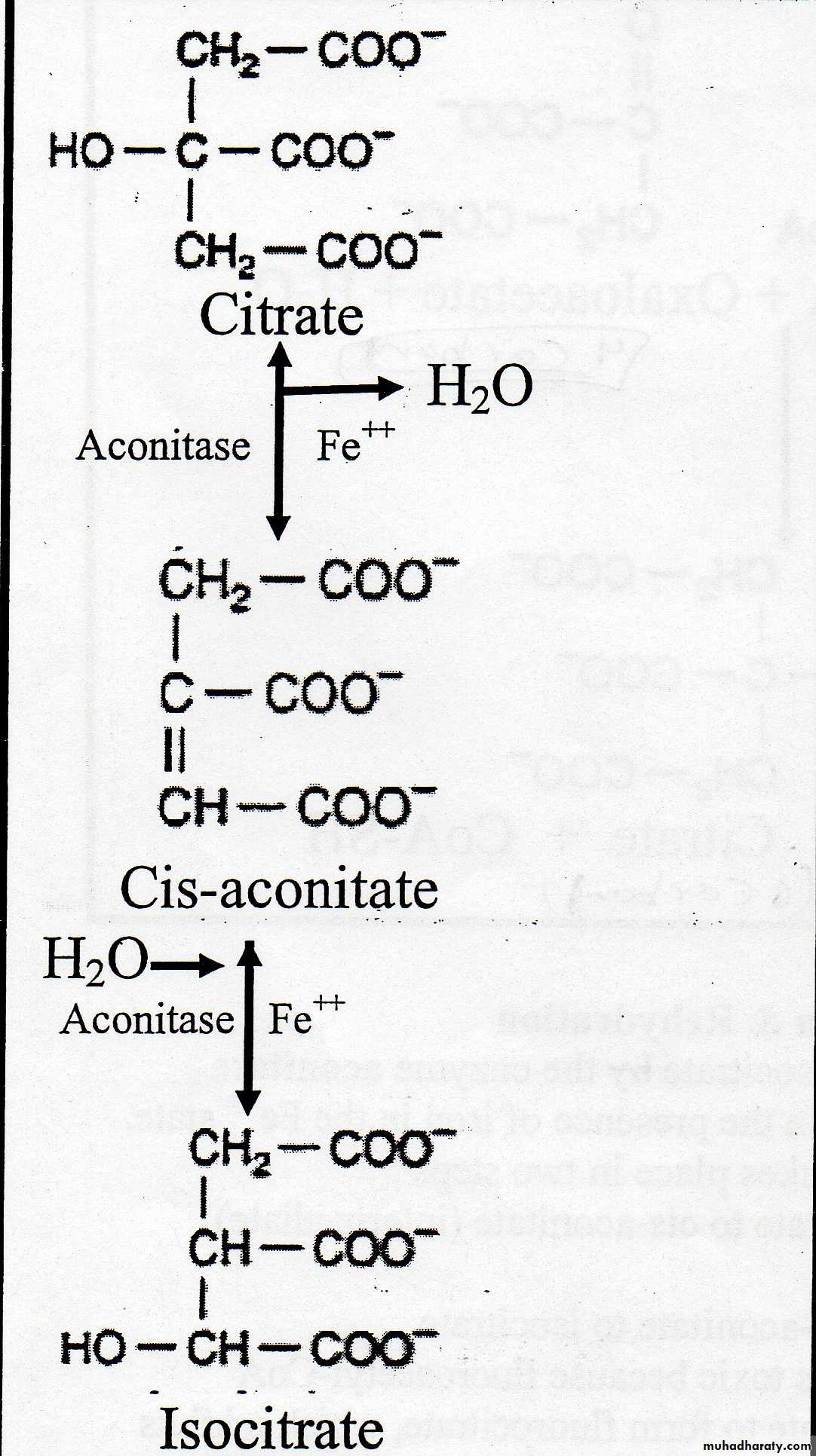 Carbohydrate