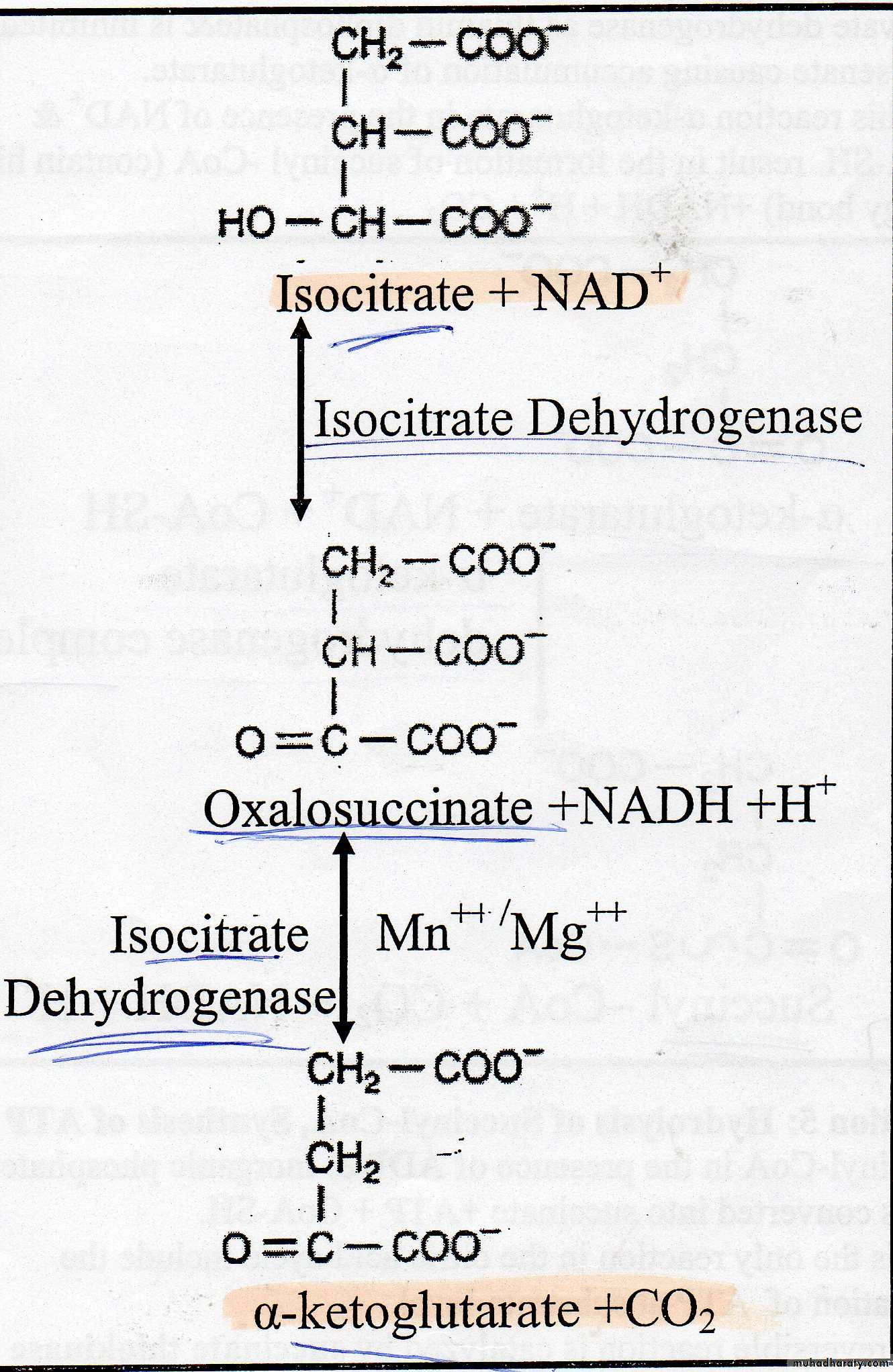 Carbohydrate