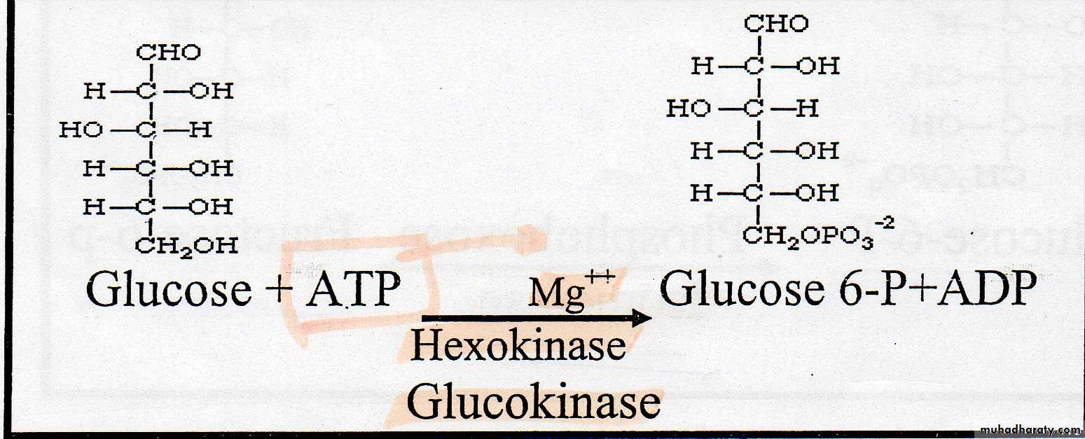 Carbohydrate