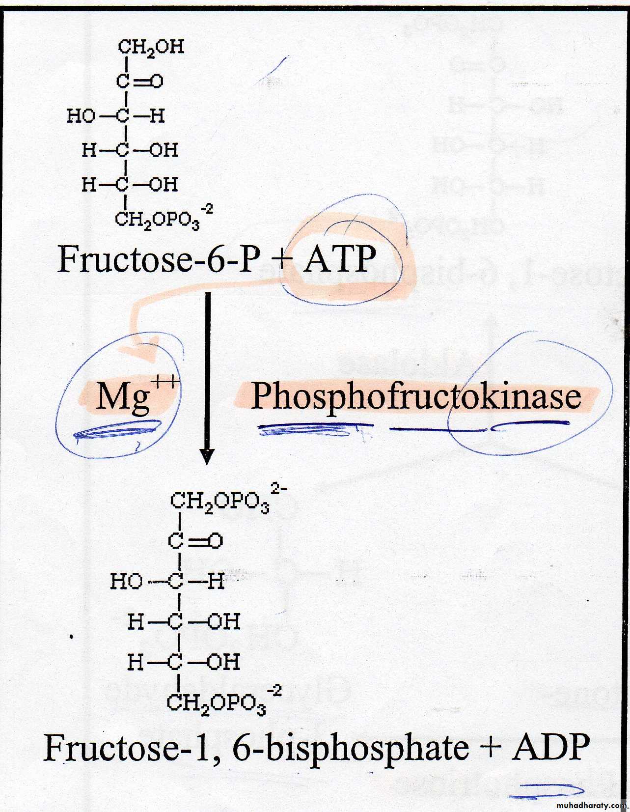 Carbohydrate