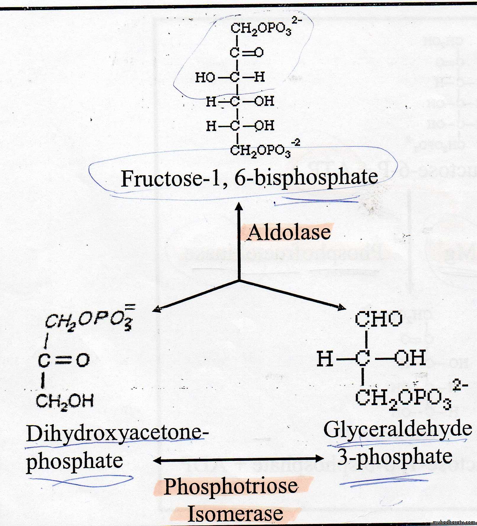 Carbohydrate