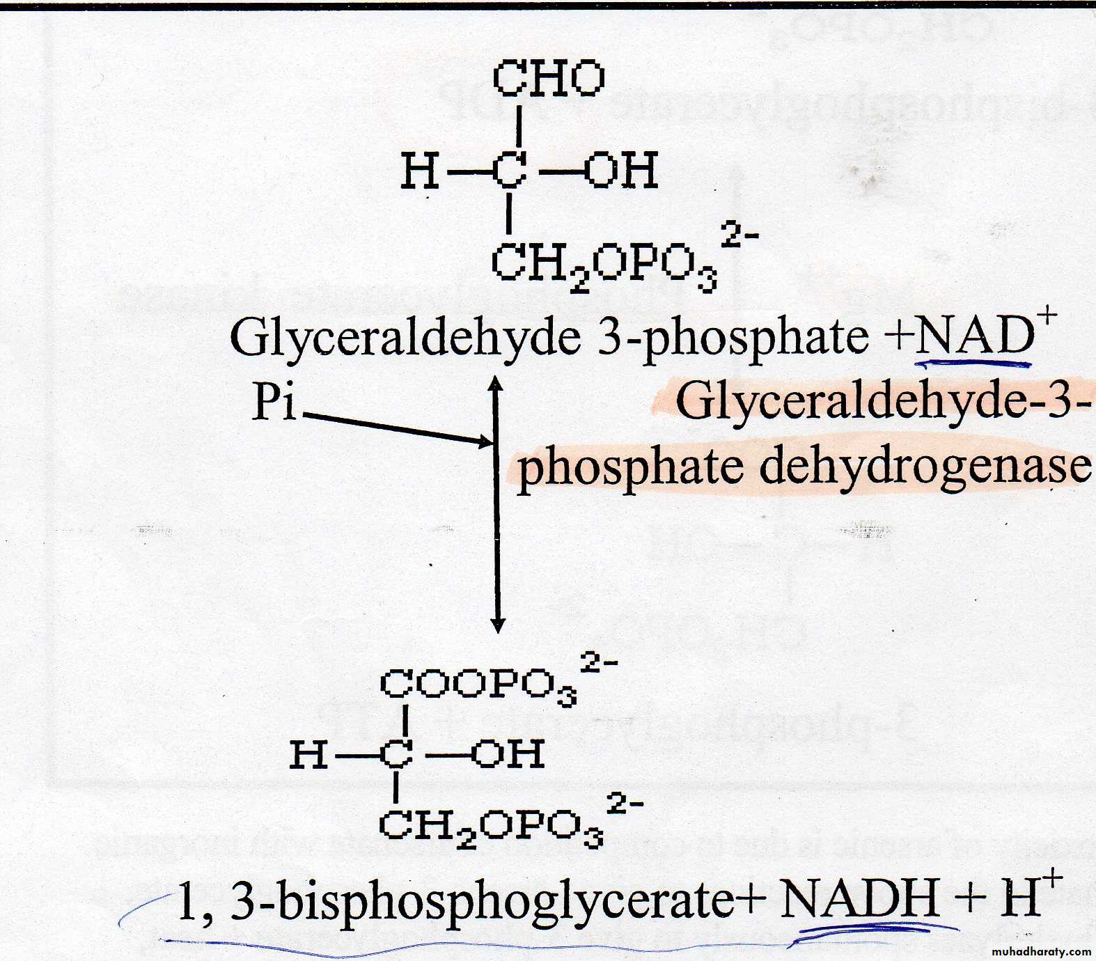 Carbohydrate