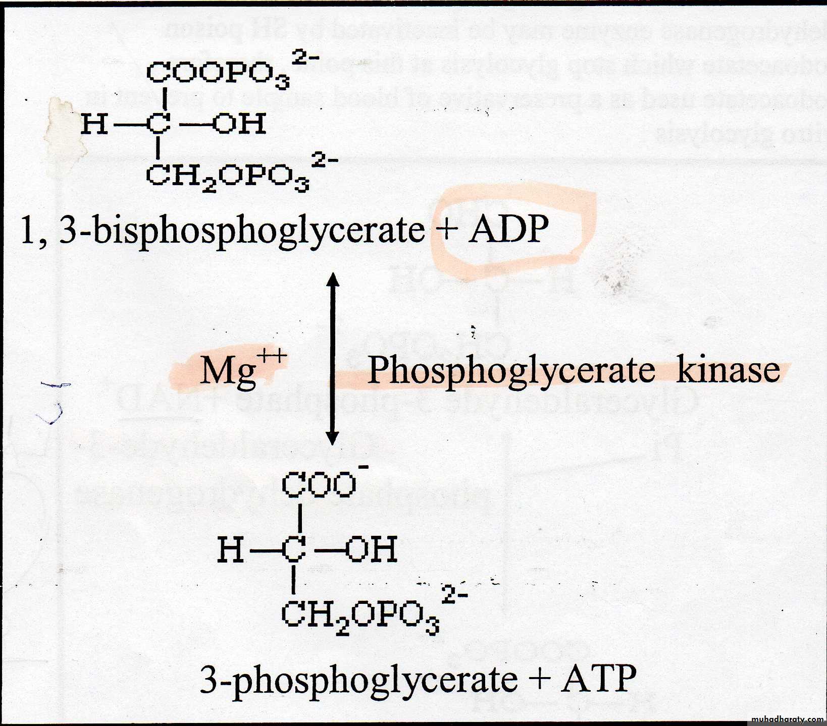 Carbohydrate