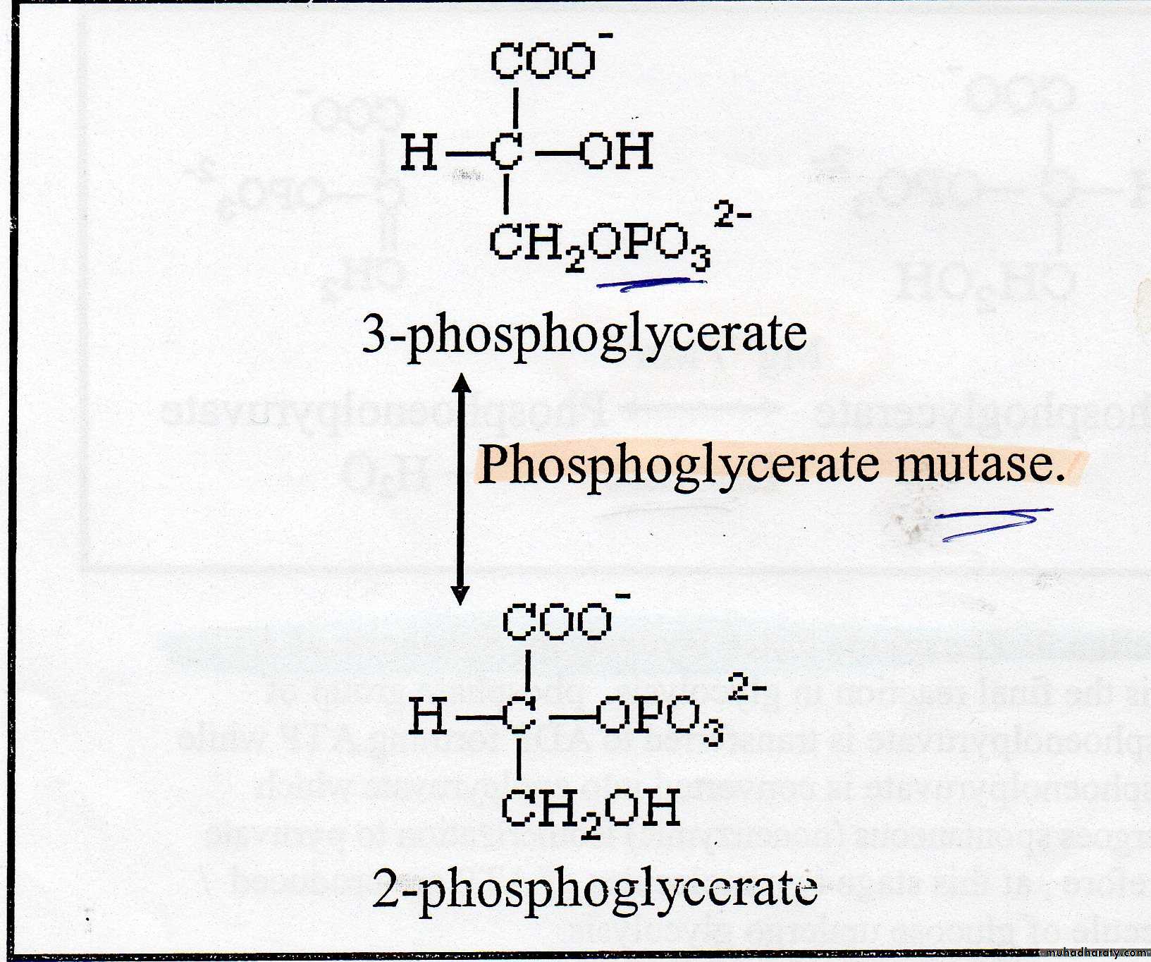 Carbohydrate