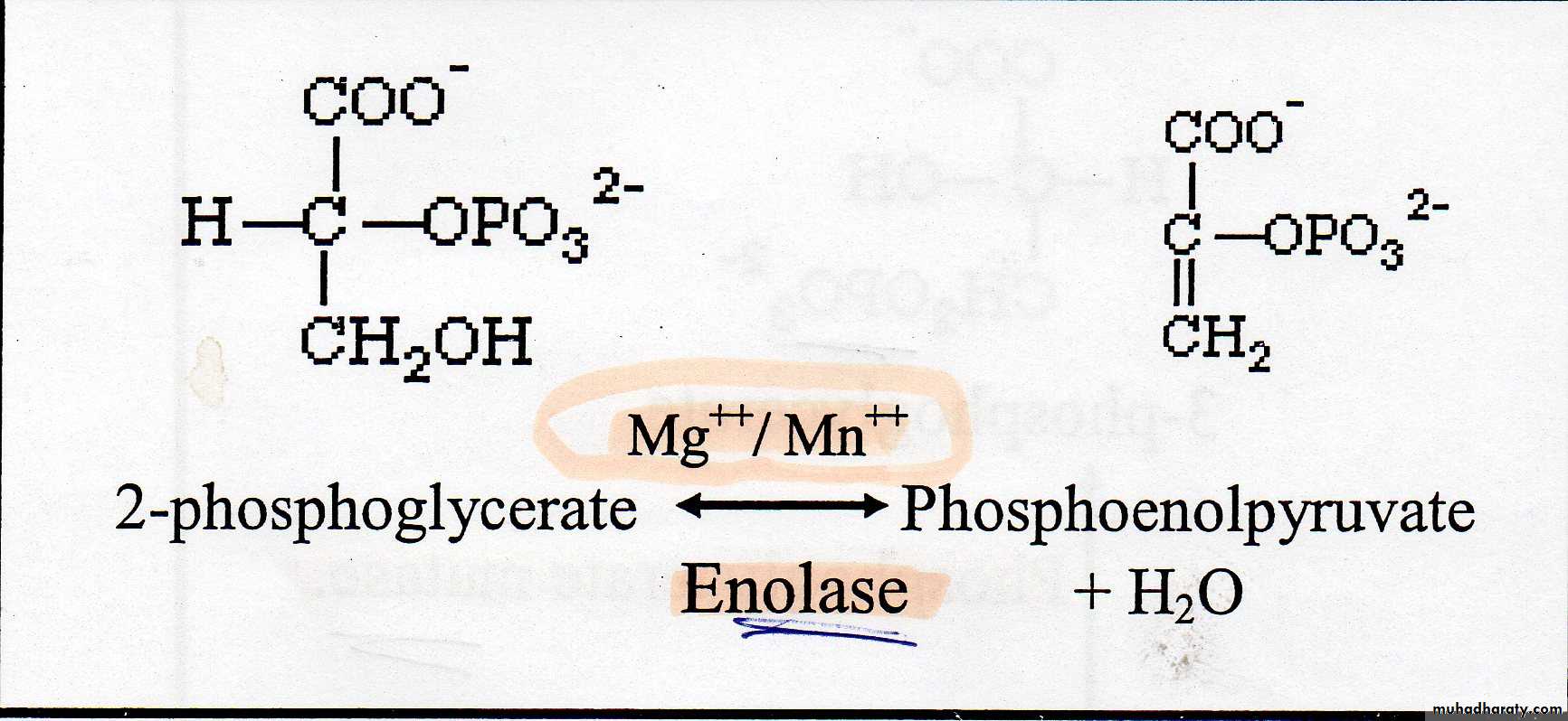 Carbohydrate
