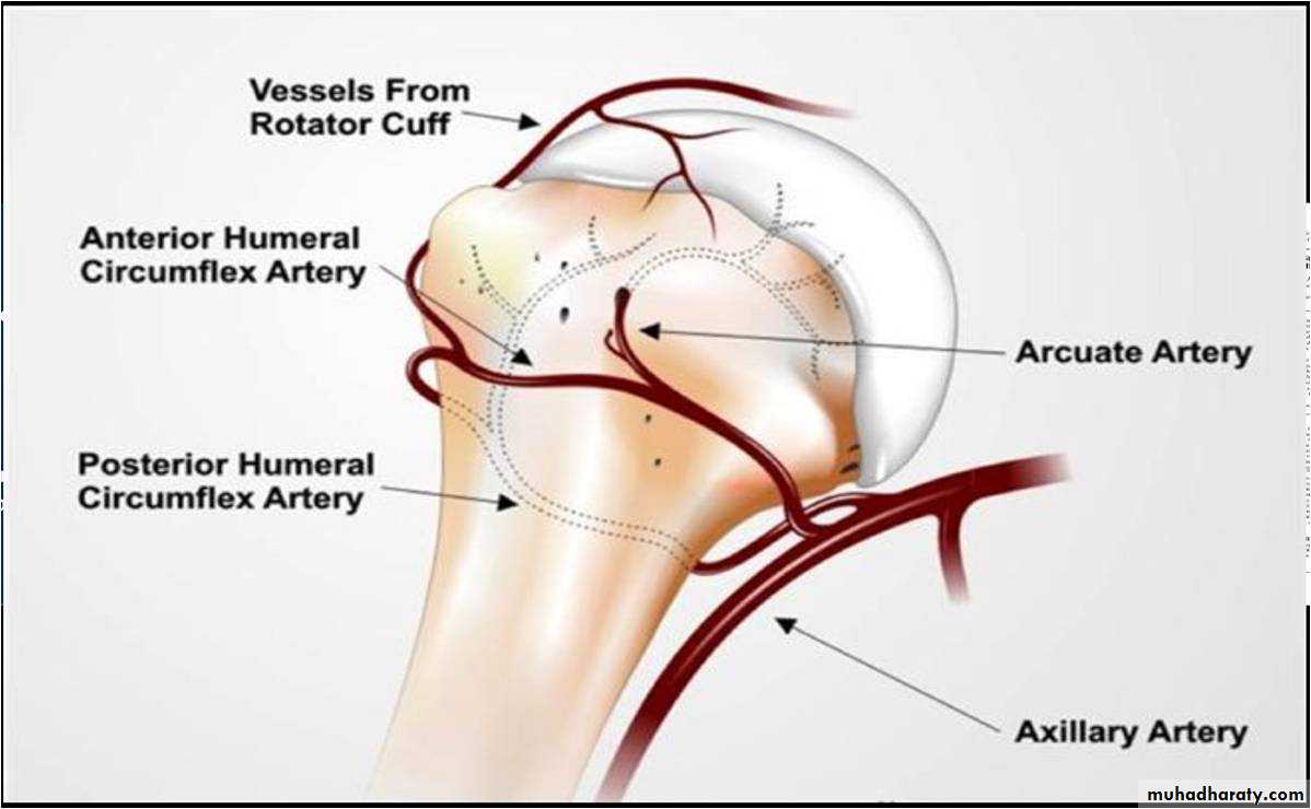 neer classification