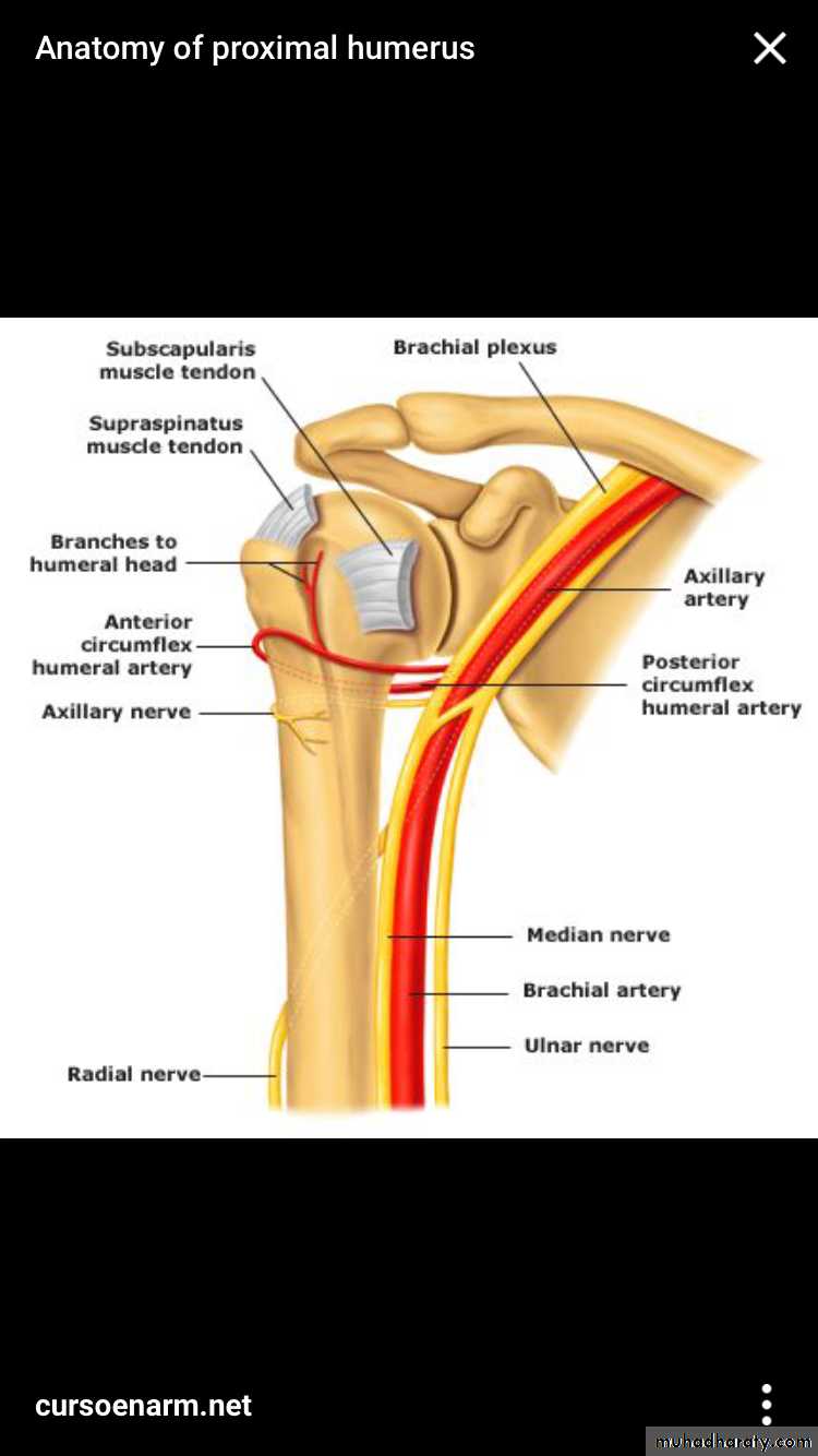 neer classification