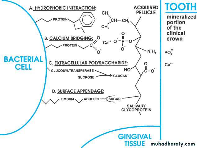 dental plaque