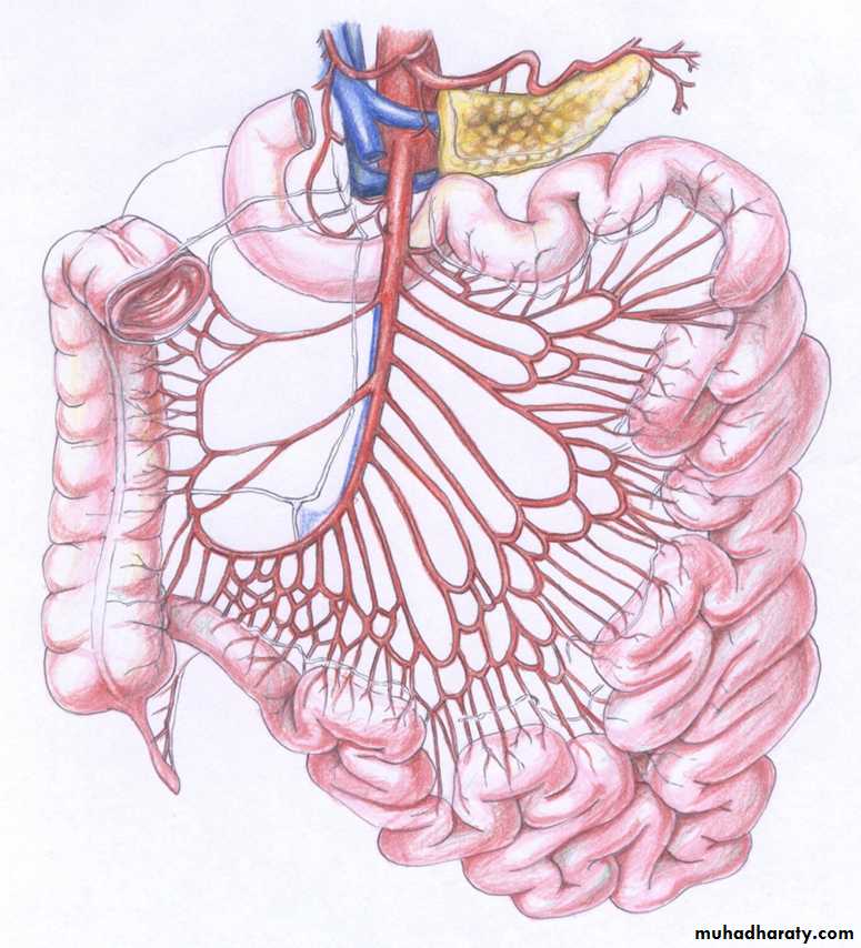 Small bowel