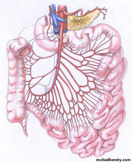 Small bowel