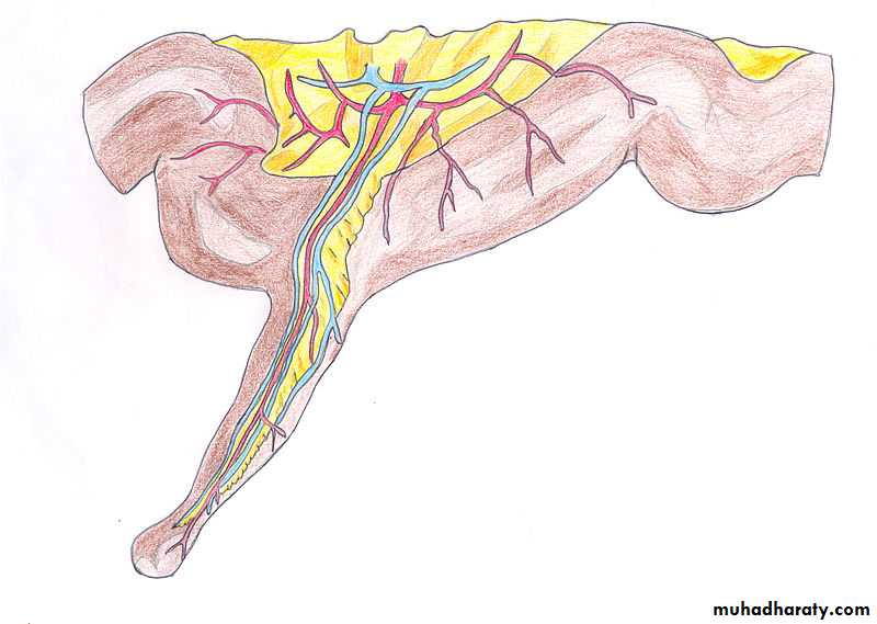 Small bowel