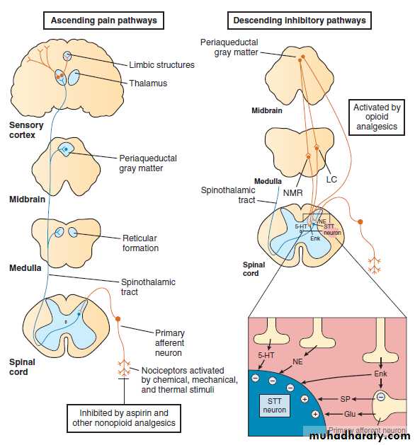 PAIN AND ANALGESIC