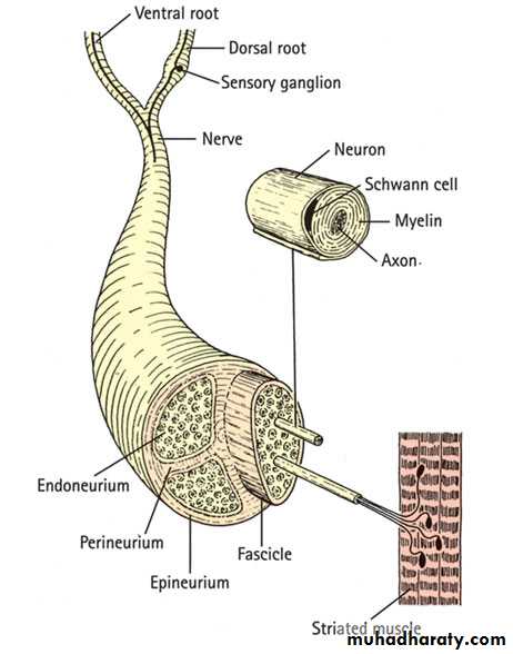 peripheral nerve injury