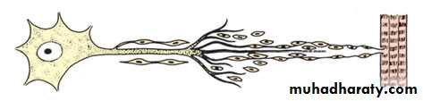 peripheral nerve injury