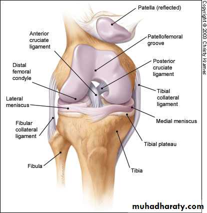 knee disease