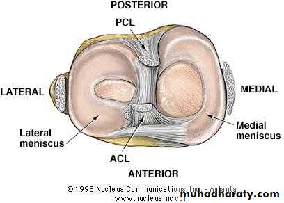 knee disease