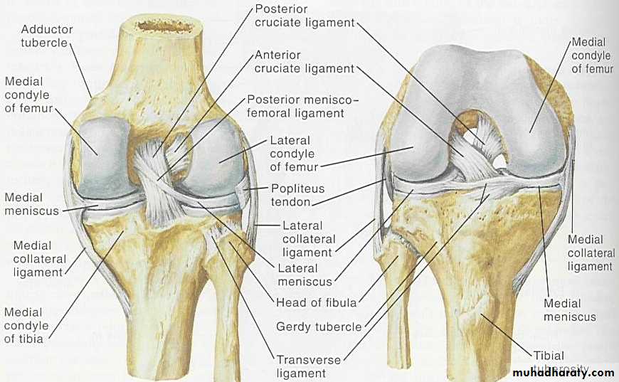 knee disease