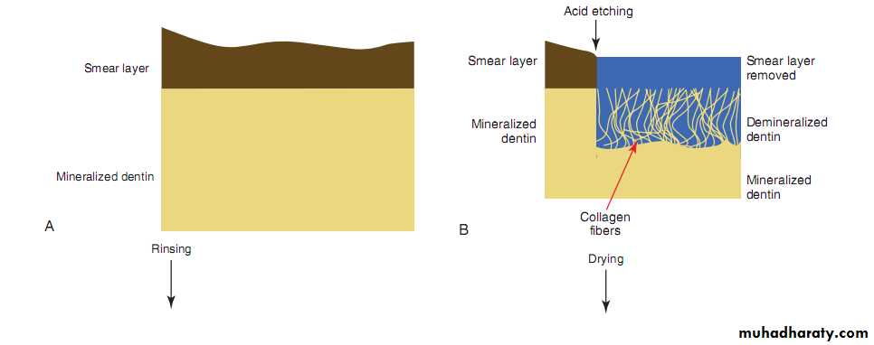 Principle of adhesion