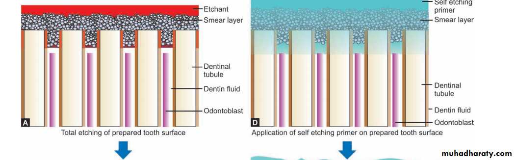 Principle of adhesion