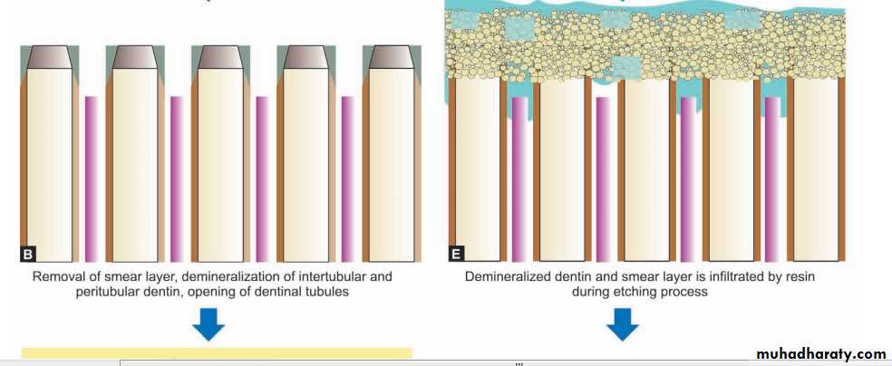 Principle of adhesion