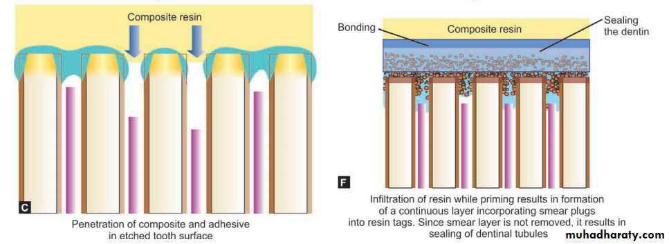 Principle of adhesion