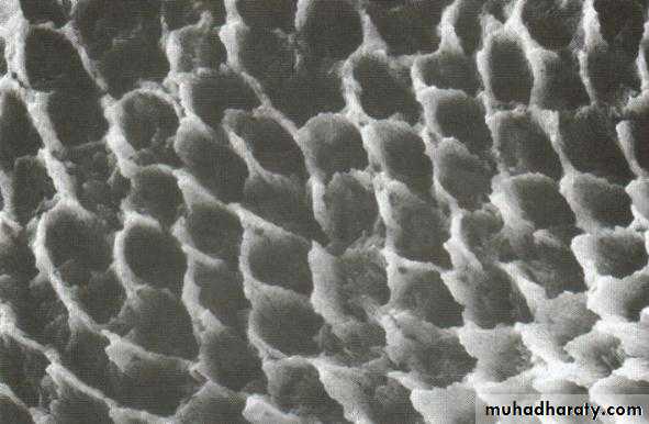 Principle of adhesion