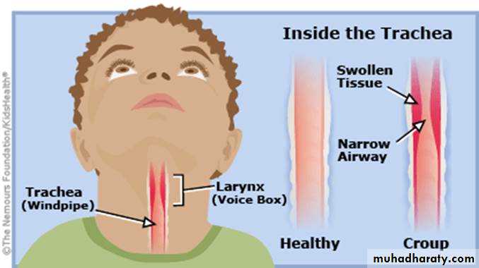 larynx