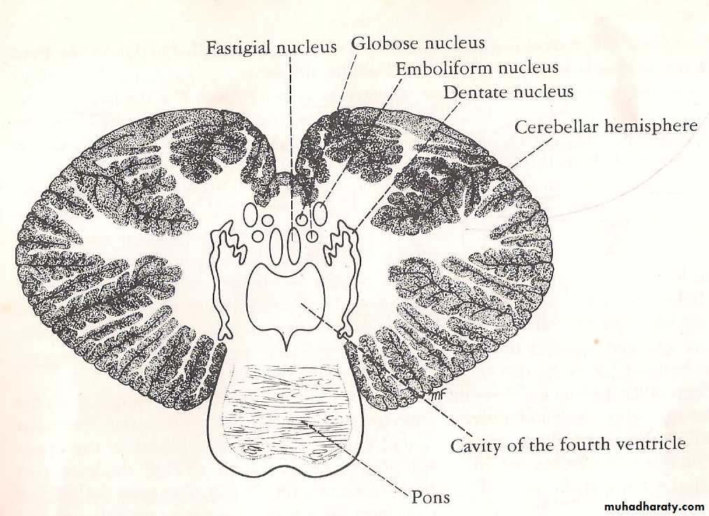 Neuroanatomy