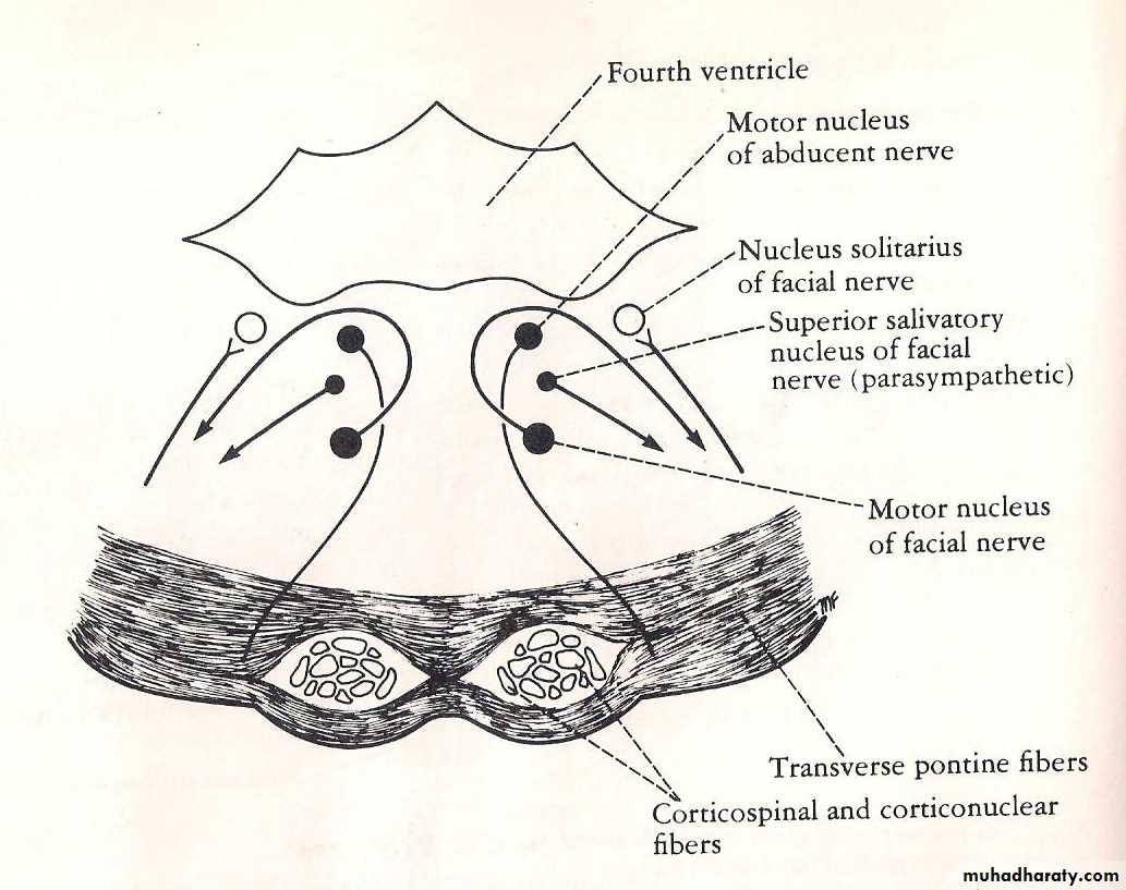 Neuroanatomy