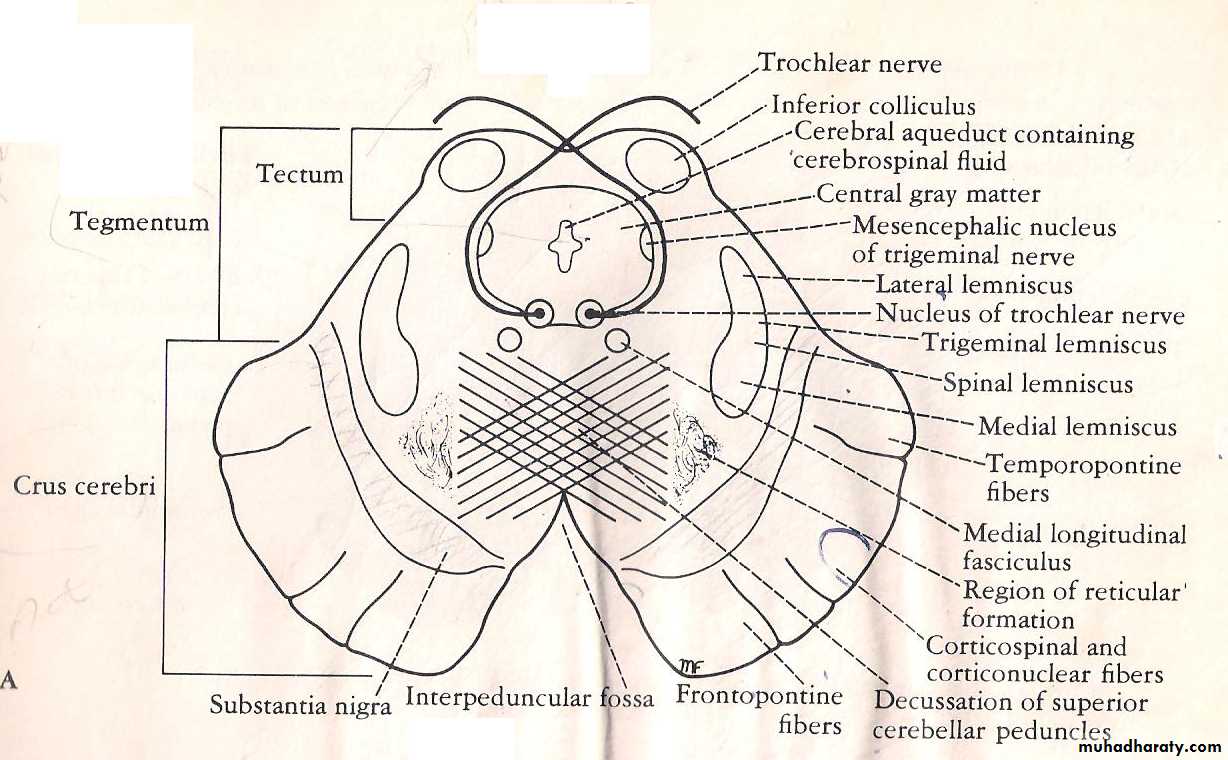 Neuroanatomy