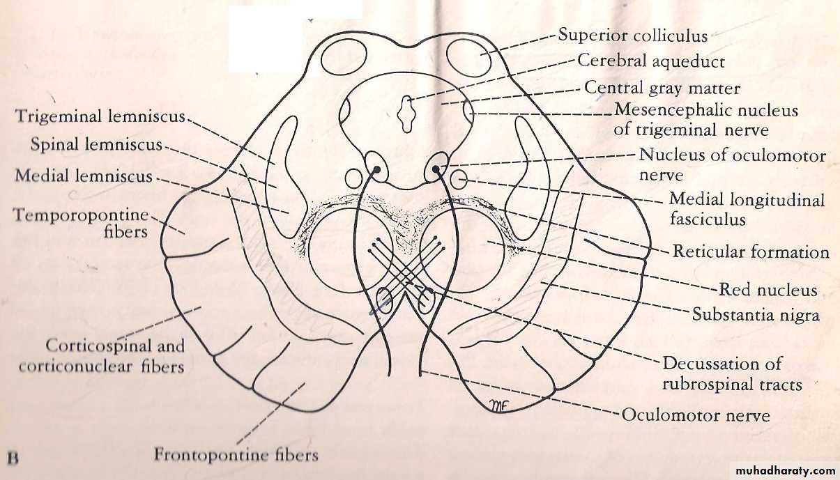 Neuroanatomy