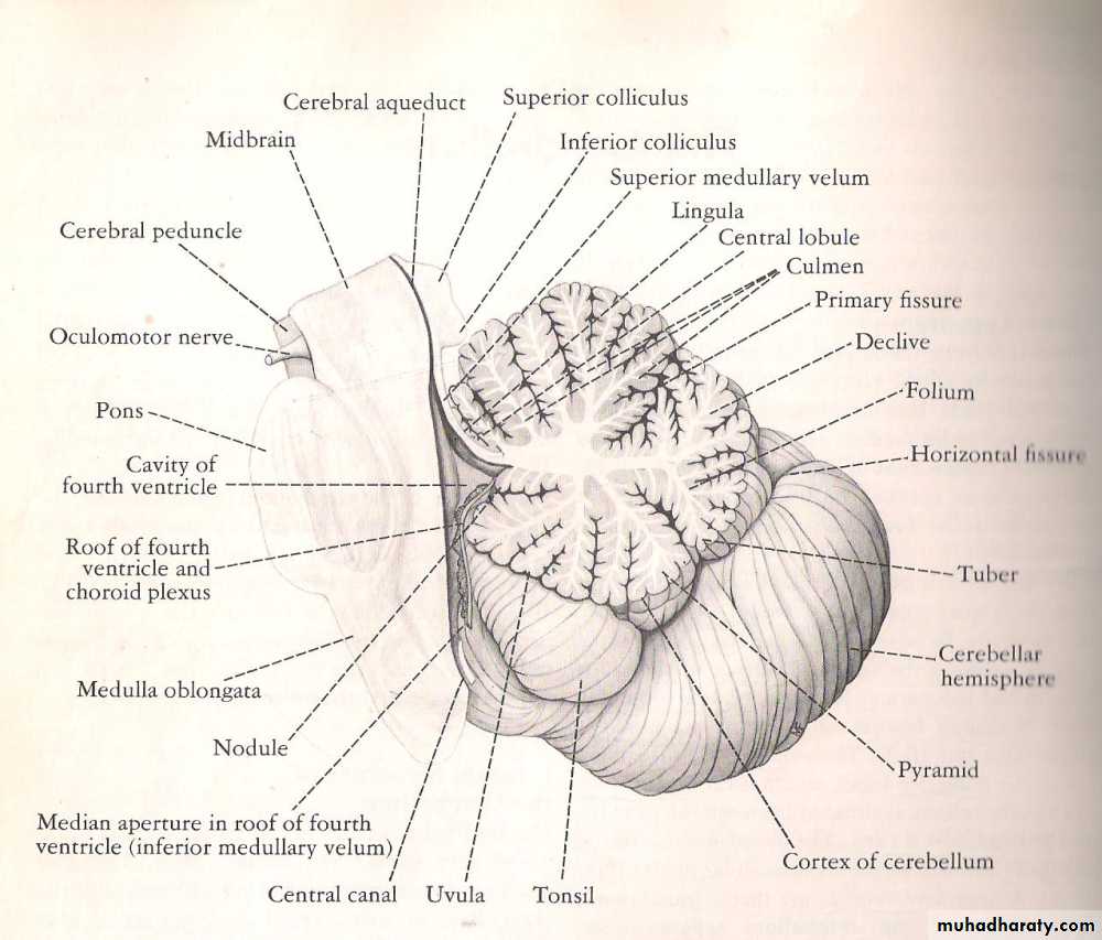 Neuroanatomy