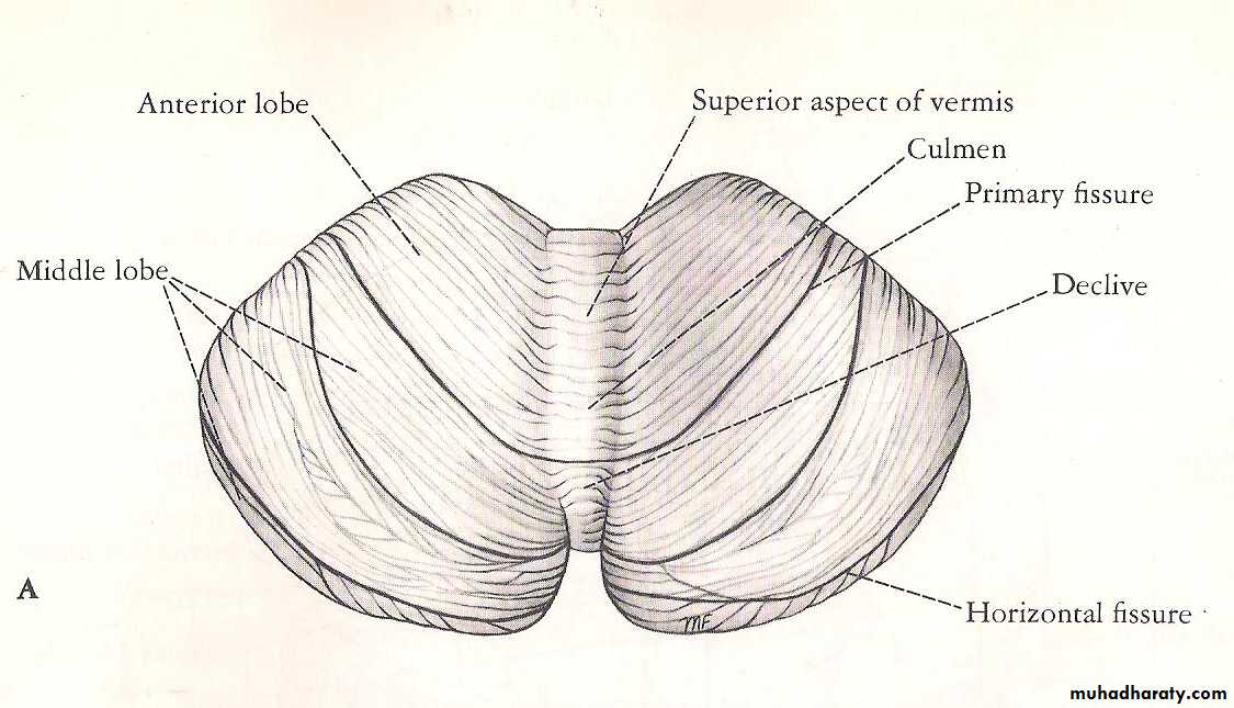 Neuroanatomy