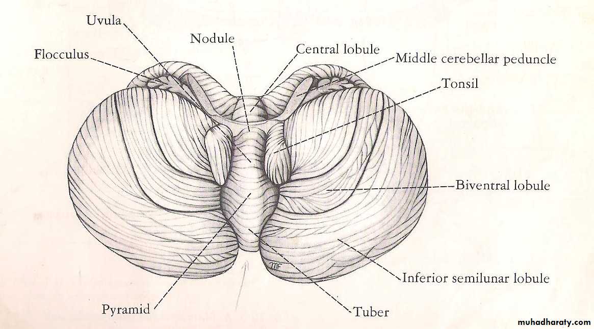 Neuroanatomy