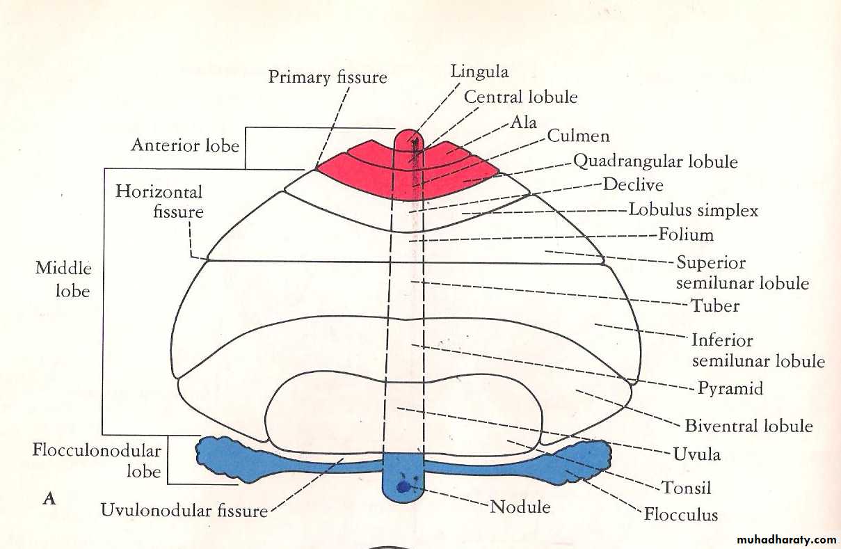 Neuroanatomy