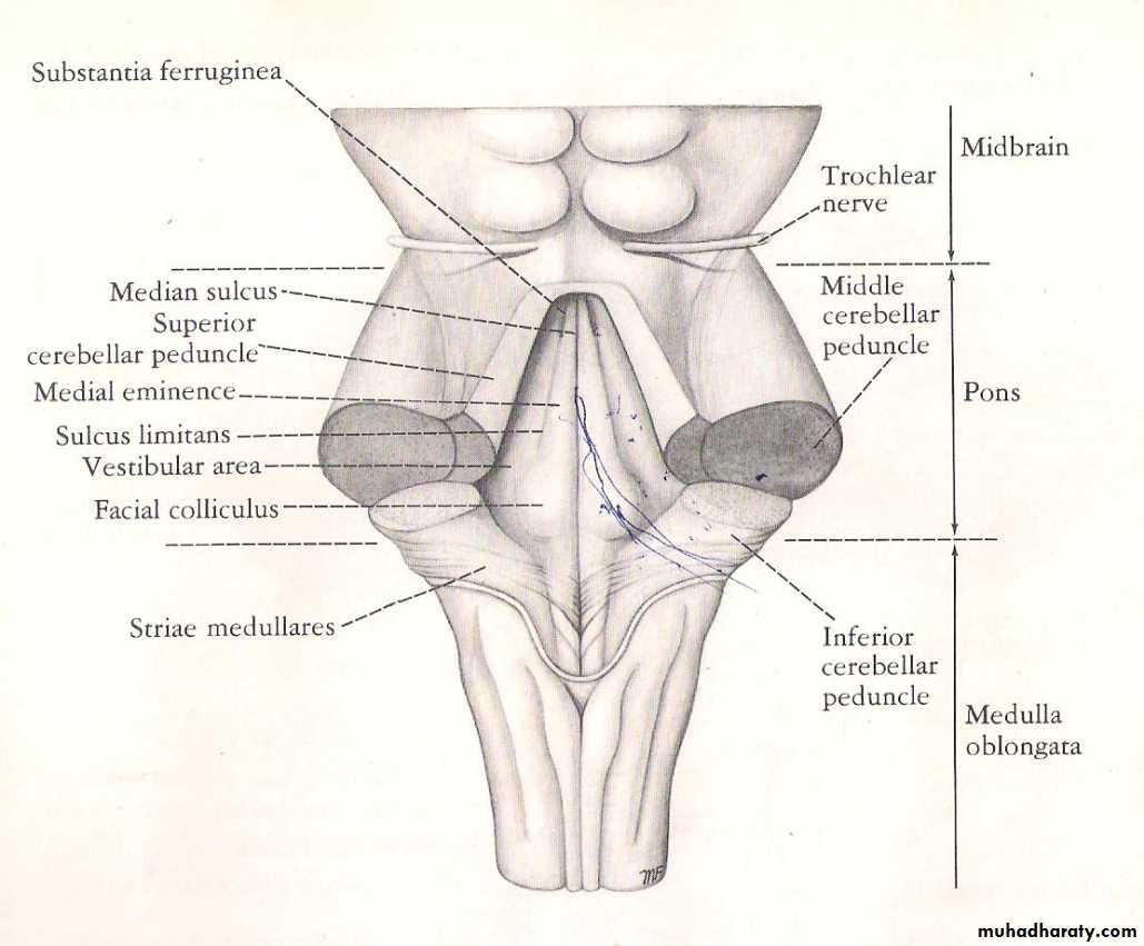 Neuroanatomy