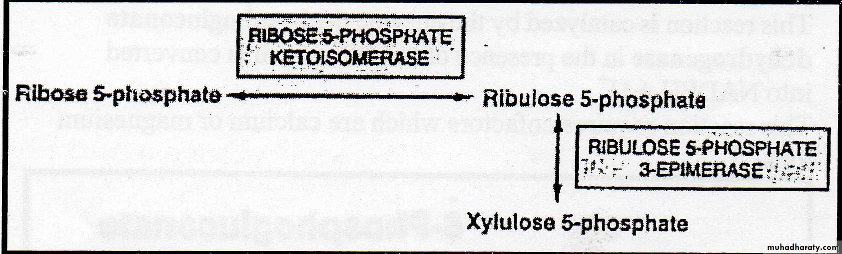 Carbohydrate