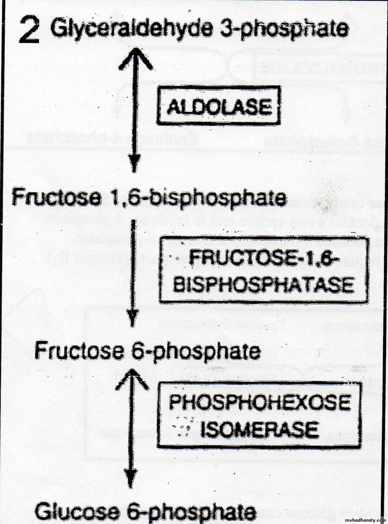 Carbohydrate