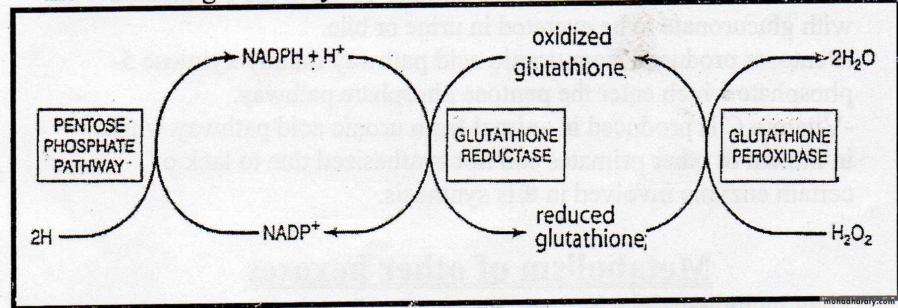 Carbohydrate