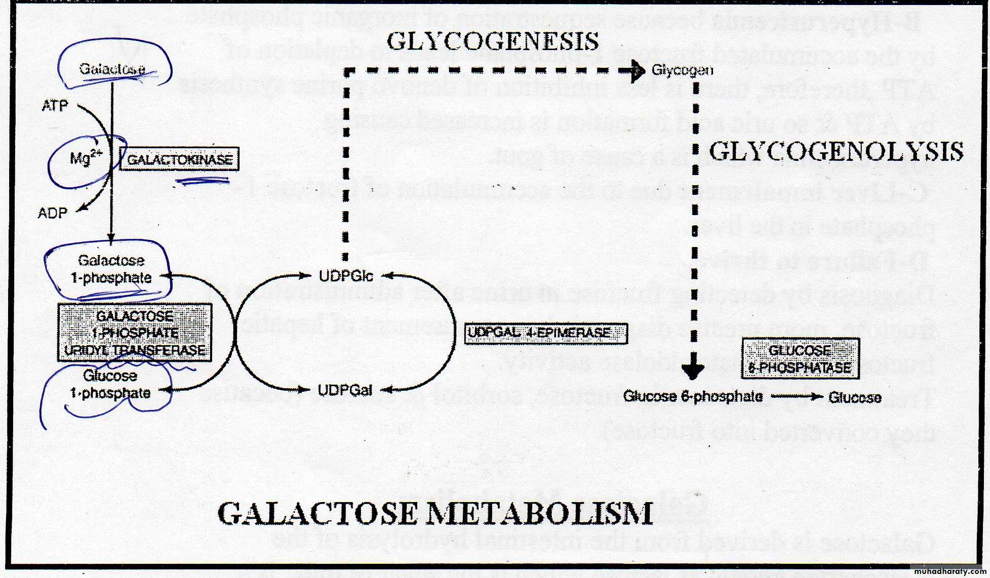 Carbohydrate
