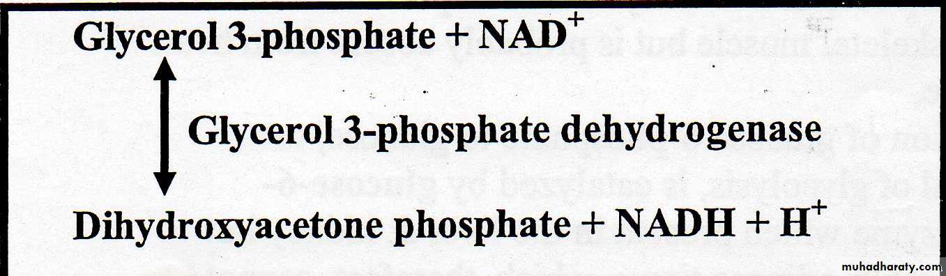 Carbohydrate